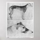 Search for greyhound art Animal