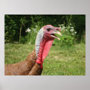Recherche de rouge de dinde posters Oiseau