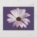 Recherche de marguerites cartes postales Bouquet