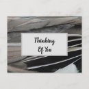 Search for feather pattern postcards Bird feathers