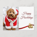 Search for golden doodle postcards Labradoodle