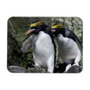 Recherche de penguin magnete Faune