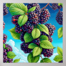 Search for leaf blackberry posters Fruit