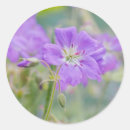 Search for geraniums stickers Nature
