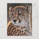Search for looking away postcards Animal