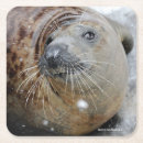 Recherche de espèce marine photographie Animaux