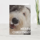 Search for old english sheepdog christmas cards Cute