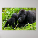 Search for silverback gorilla posters Wildlife