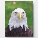 Recherche de yeux plaques Animal
