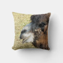 Recherche de camel pillows Animaux