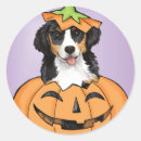 Recherche de berner autocollants Chien de montagne bernese