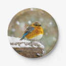 Search for bluebird plates Snow