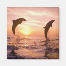 Search for bottlenose dolphin magnets Marine life