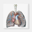 Recherche de anatomie magnets Médecine