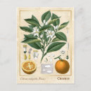 Search for medicinal plants postcards Vintage