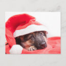 Search for looking away postcards Pets
