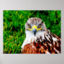 Search for hawk paintings posters Hawks