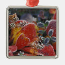 Search for frost ornaments Nature