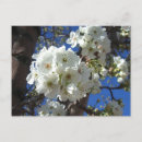Recherche de albuquerque postcards Fleurs