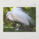 Search for egrets postcards Animals