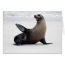 Search for sealion Galapagos