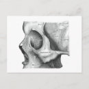 Search for vintage halloween art postcards Skull