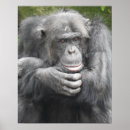 Recherche de chimpanzés posters Chillon