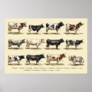Recherche de bovin art Vaches