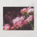 Recherche de pivoines cartes postales Romantique