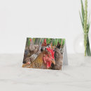 Search for brooding cards Chicken