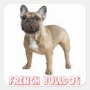Search for french bulldog dog stickers Frenchie