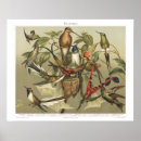 Recherche de vintage bird illustrations posters Colibri