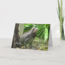 Search for lizards cards Iguana