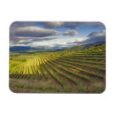 Recherche de vignoble magnets Viticulture