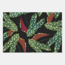 Search for begonia gift wrap Plants