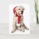 Recherche de yellow lab christmas cards Noël