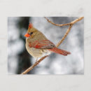 Recherche de cardinal nord cartes postales Observation des oiseaux