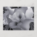 Search for white iris postcards Plant