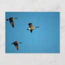 Recherche de oiseau migrateur cartes postales Nature