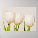 Search for tulipa posters White