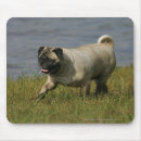 Recherche de balai tapis souris Carlin