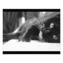 Recherche de chaton noir posters Chatons