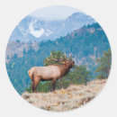 Search for bull elk stickers Antlers