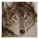 Recherche de portrait loup posters Loups