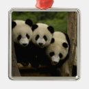 Recherche de panda de bébé ornements Province du sichuan
