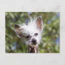 Recherche de tête animale cartes postales Horizontal
