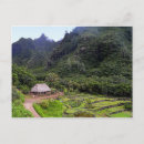 Recherche de taro cartes postales Kauai
