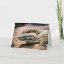 Search for lizard cards Monitor