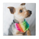 Search for pride tiles Homosexual