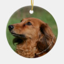Search for long haired dachshund ornaments Canine photographer
